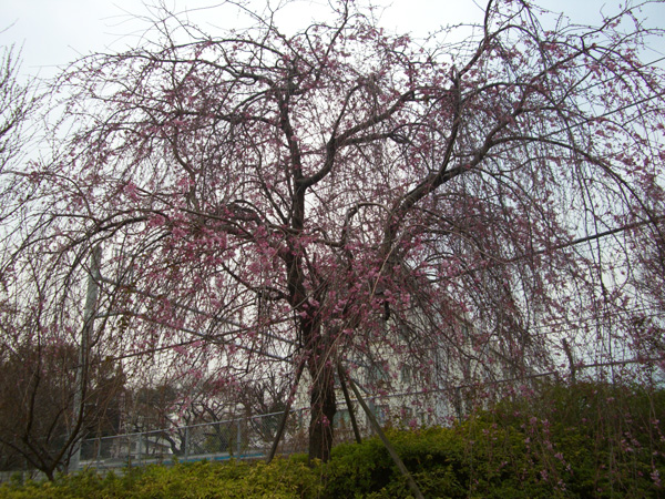 大井水神公園のシダレザクラ