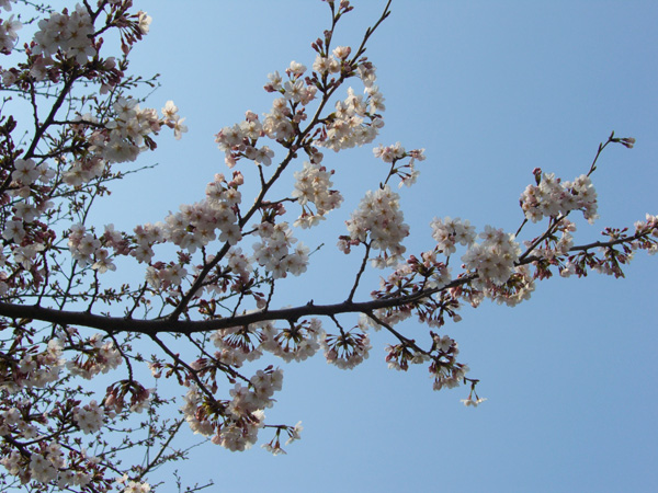 大井水神公園のソメイヨシノ