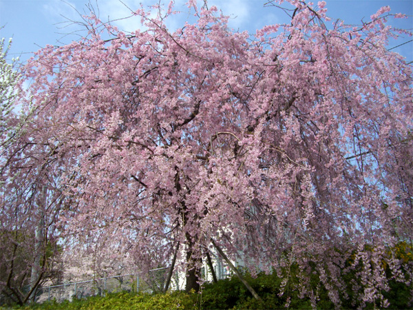大井水神公園のシダレザクラ