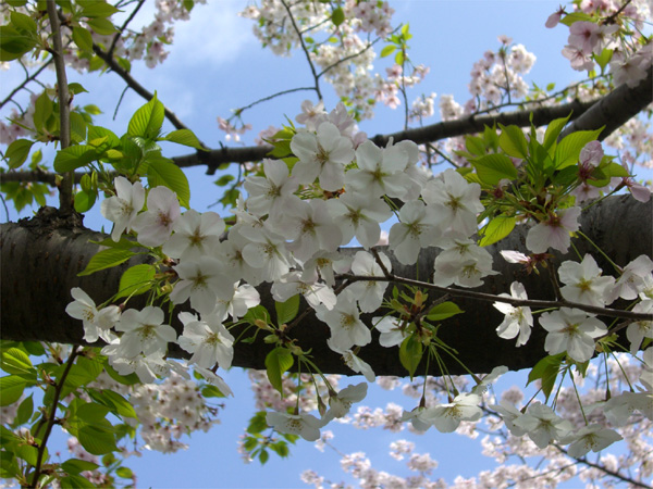 大島桜