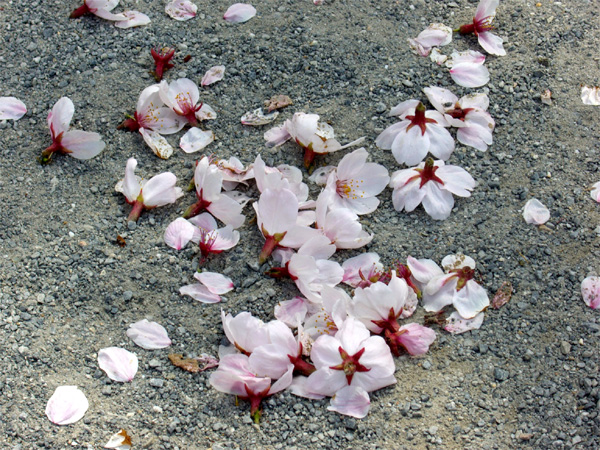 ソメイヨシノの花