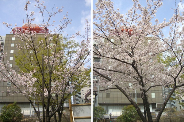 若い桜と成長した桜