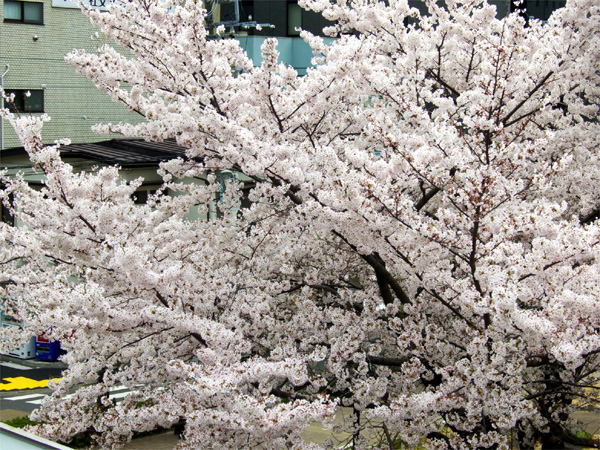 桜を上から