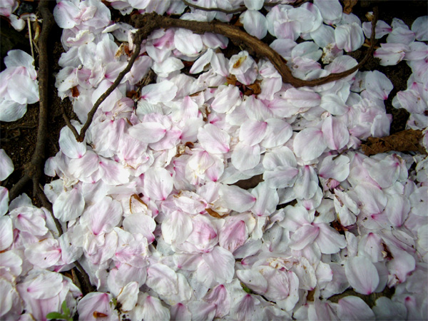 花びらのじゅうたん