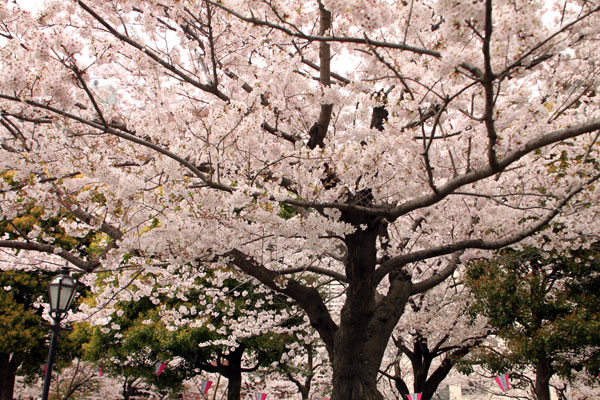 隅田公園