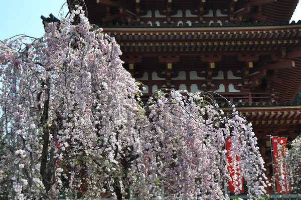 高幡不動五重塔と桜