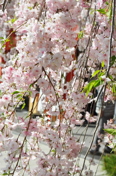 高幡不動五重塔と桜