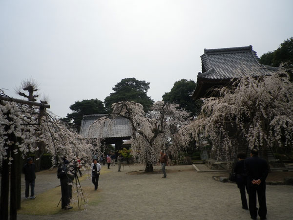 慈眼寺の桜