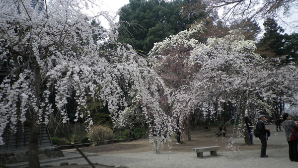慈眼寺の桜