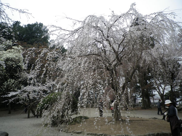 慈眼寺の桜