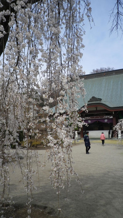 慈眼寺の桜