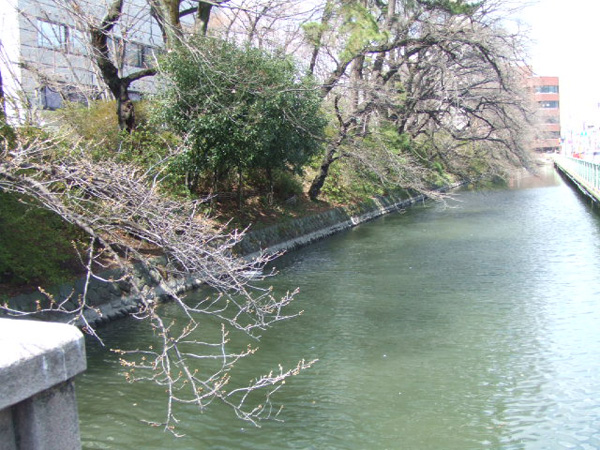 高崎城址公園とその周りのお堀のソメイヨシノ