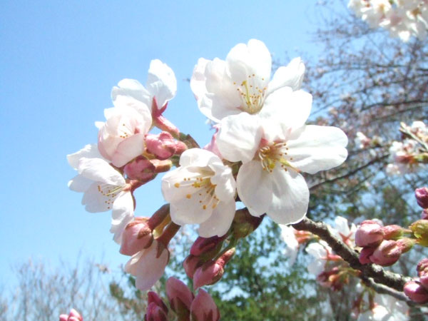 高崎城址公園