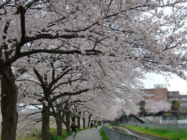 明の星高校裏の桜