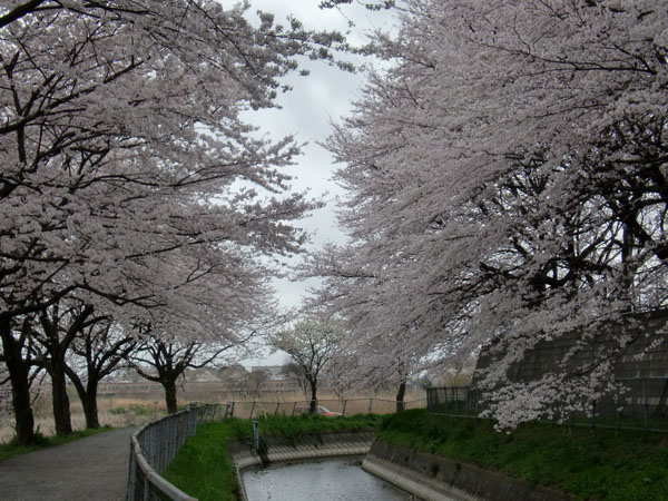 明の星高校裏の桜