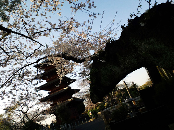 池上本門寺の桜