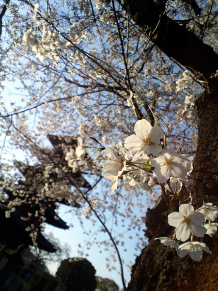 池上本門寺の桜