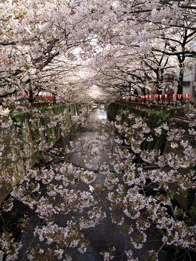 目黒川沿いの桜