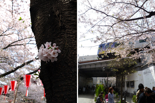目黒川沿いの桜と自由が丘駅前の桜