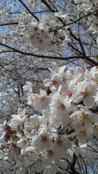 柏の葉公園の桜