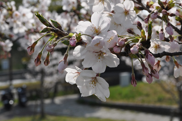 葛西臨海公園の桜