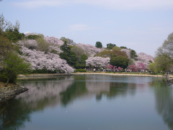 三ツ池公園の桜