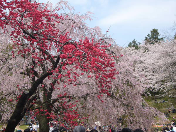 三ツ池公園の桜