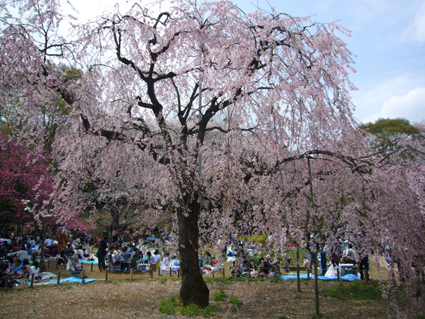 三ツ池公園の桜