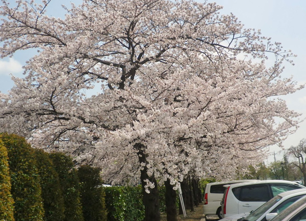 見沼代親水公園の桜