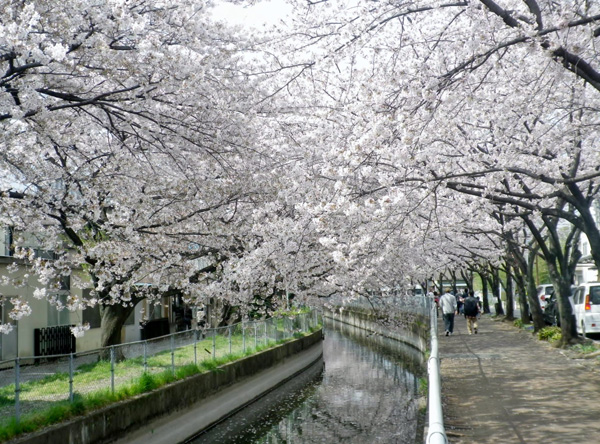 見沼代親水公園の桜
