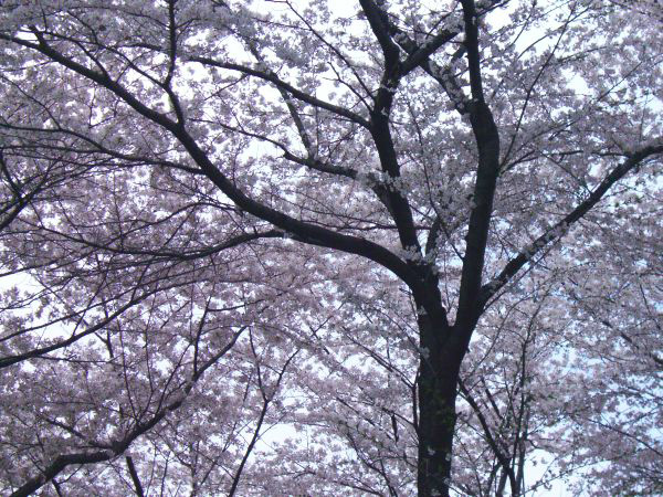 西口公園の桜