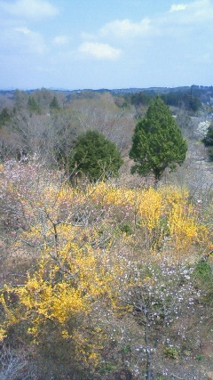 栃木県茂木町にある花の山