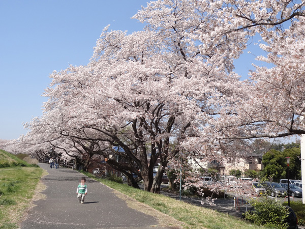 多摩川沿いの桜並木