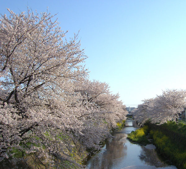 深谷の唐沢堤の桜