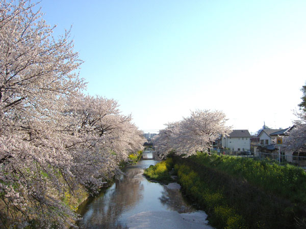 深谷の唐沢堤の桜