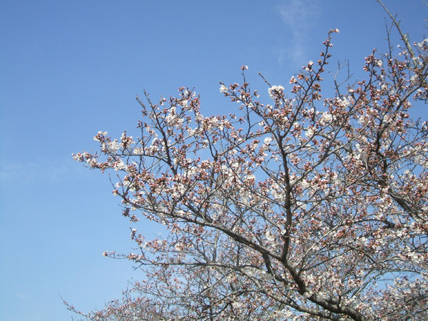 栃木の桜