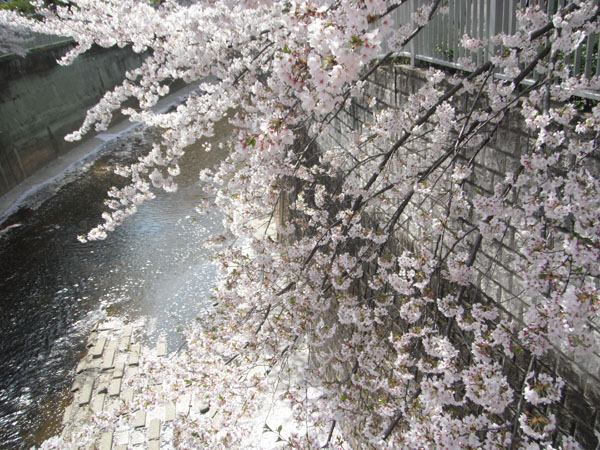 練馬高野台駅近くの桜