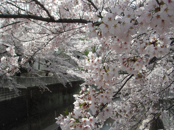 練馬高野台駅近くの桜