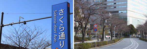 さくら通り