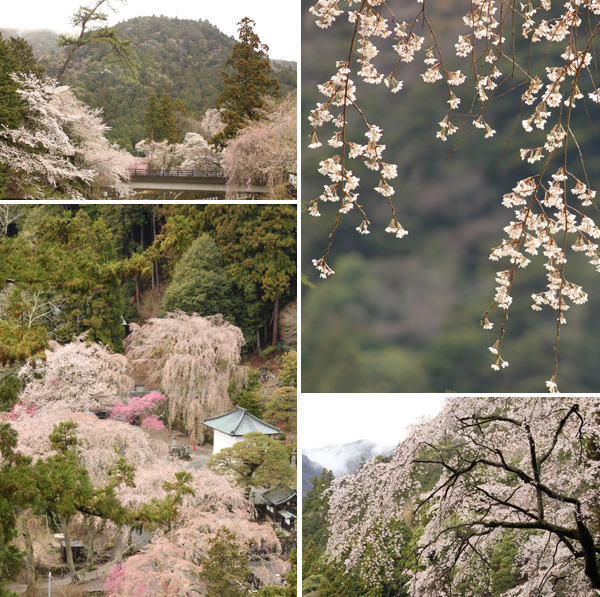 身延山久遠寺の桜