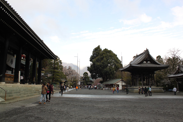身延山久遠寺の桜