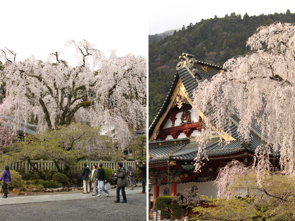 身延山久遠寺の桜
