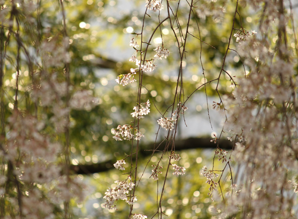 身延山久遠寺の桜