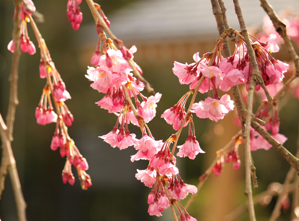 身延山久遠寺の桜