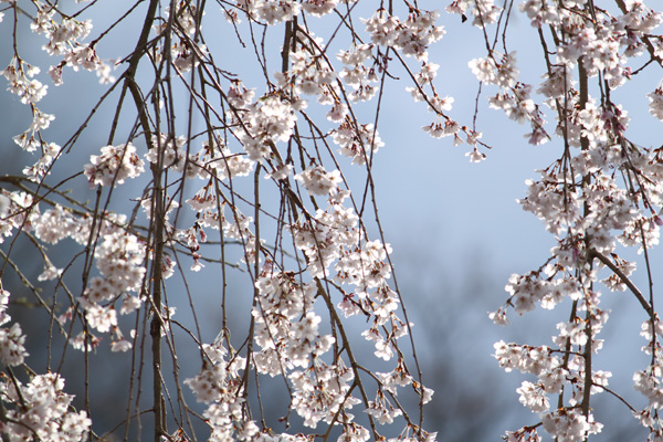 身延山久遠寺の桜