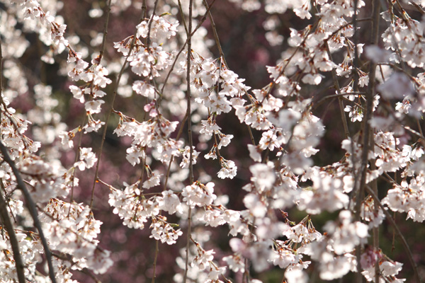 身延山久遠寺の桜