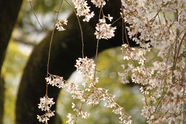 身延山久遠寺の桜