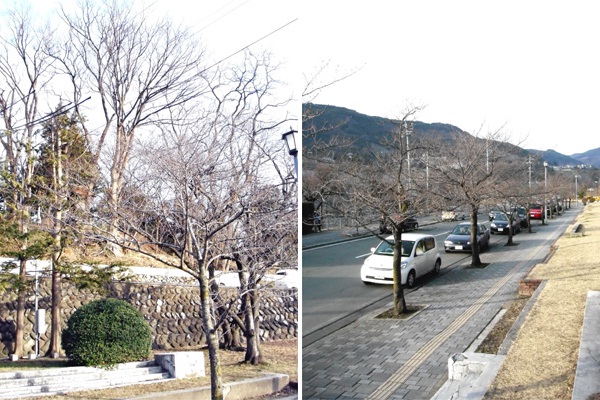 善光寺と城山公園の桜