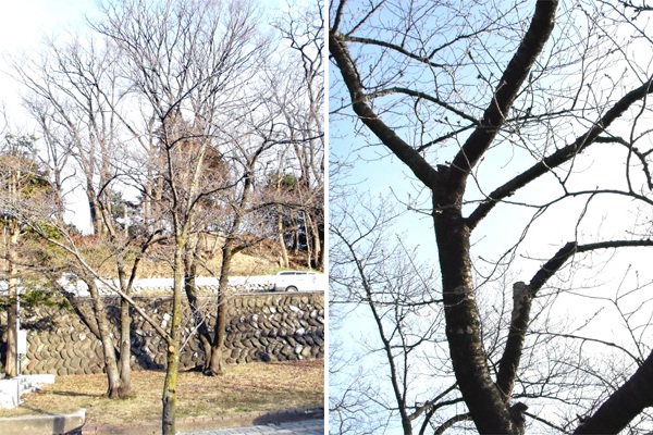 善光寺と城山公園の桜
