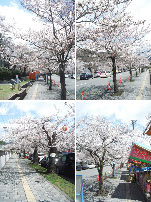 善光寺と城山公園の桜